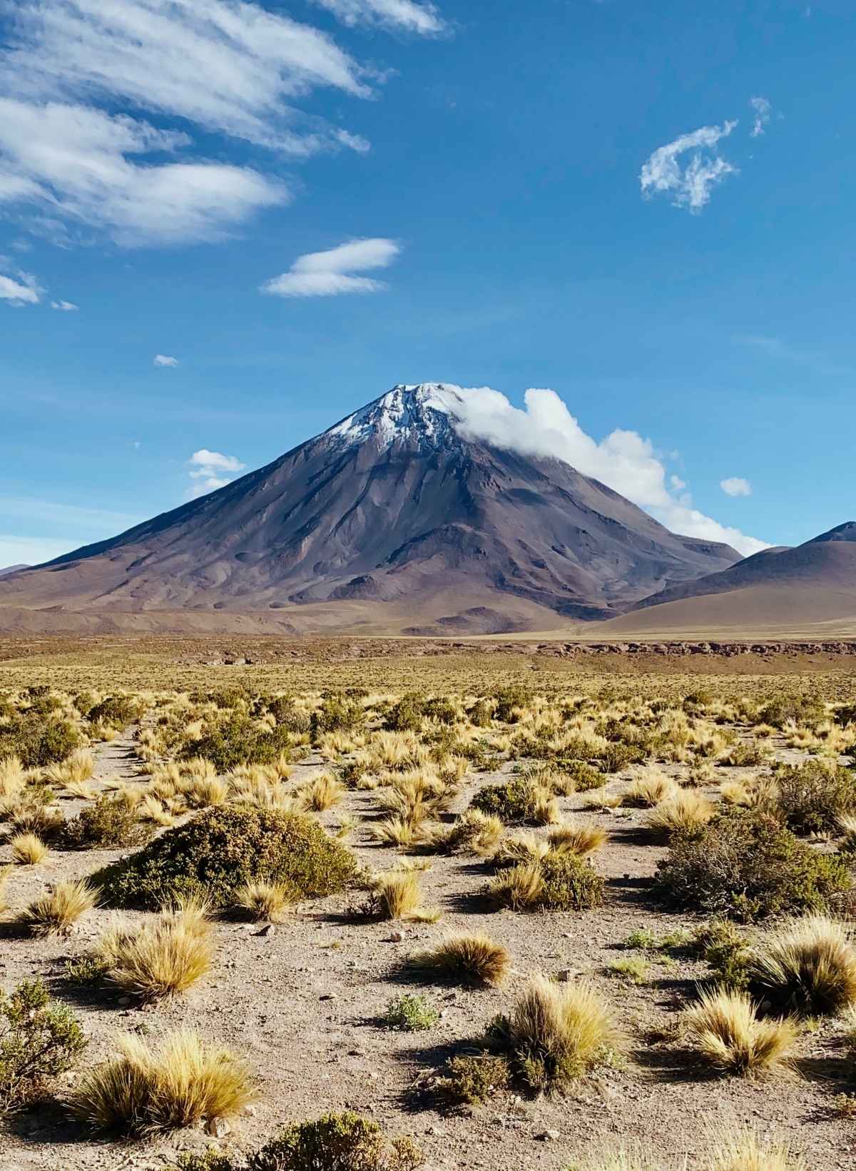 A symmetrical conical volcano with a snow-capped peak and brown slopes rises above an arid high-altitude plain, with white clouds forming near its summit. The foreground consists of sparse desert vegetation including golden tufted grasses and low green shrubs scattered across sandy, rocky terrain. The scene is set against a bright blue sky with wispy white clouds.