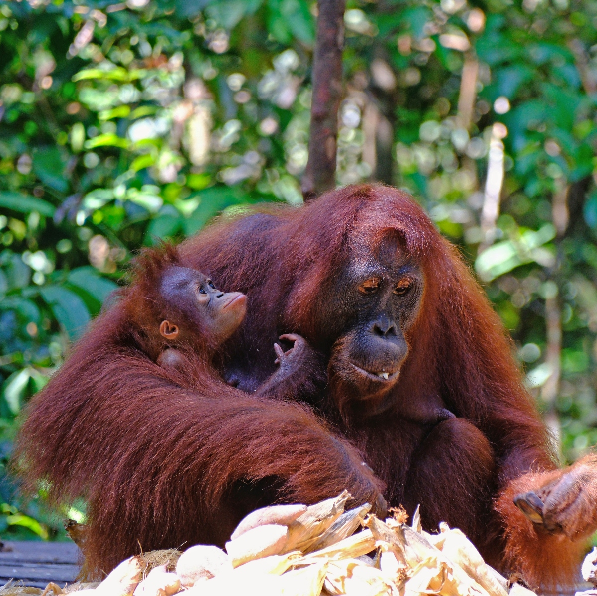 An adult orangutan and a juvenile orangutan sit together on a wooden platform with the adult embracing the younger one, both displaying characteristic reddish-brown fur and dark facial features. In front of them are scattered white objects, possibly coconuts or food items, along with dried plant material such as corn husks. The background shows blurred green tropical forest vegetation, indicating their natural rainforest habitat.