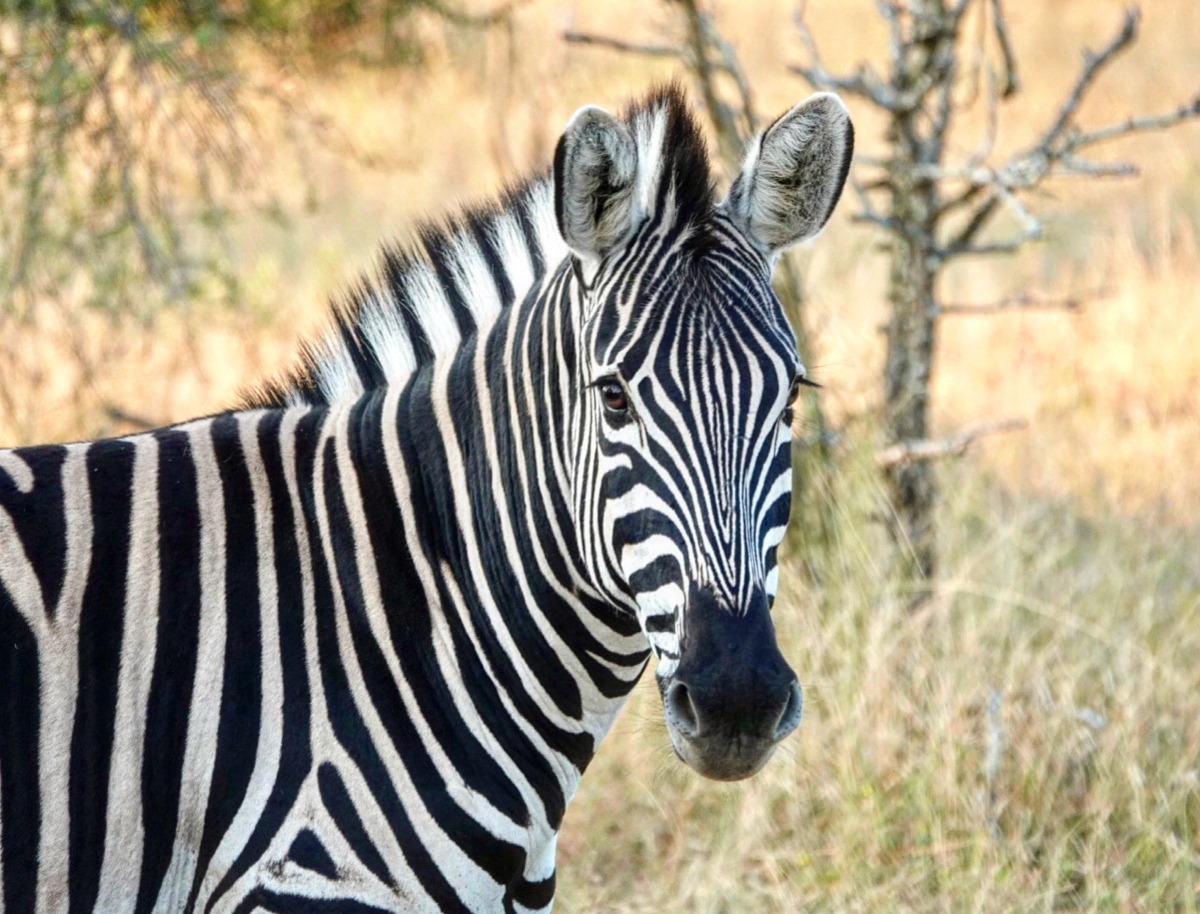 Taking an African Safari with Kids