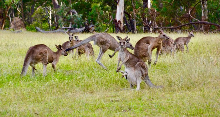 Australia Family Vacations