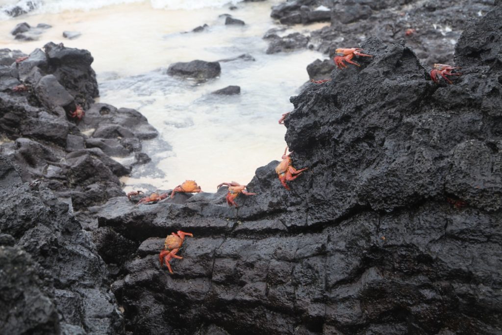 Galapagos Islands Land-Based Tour
