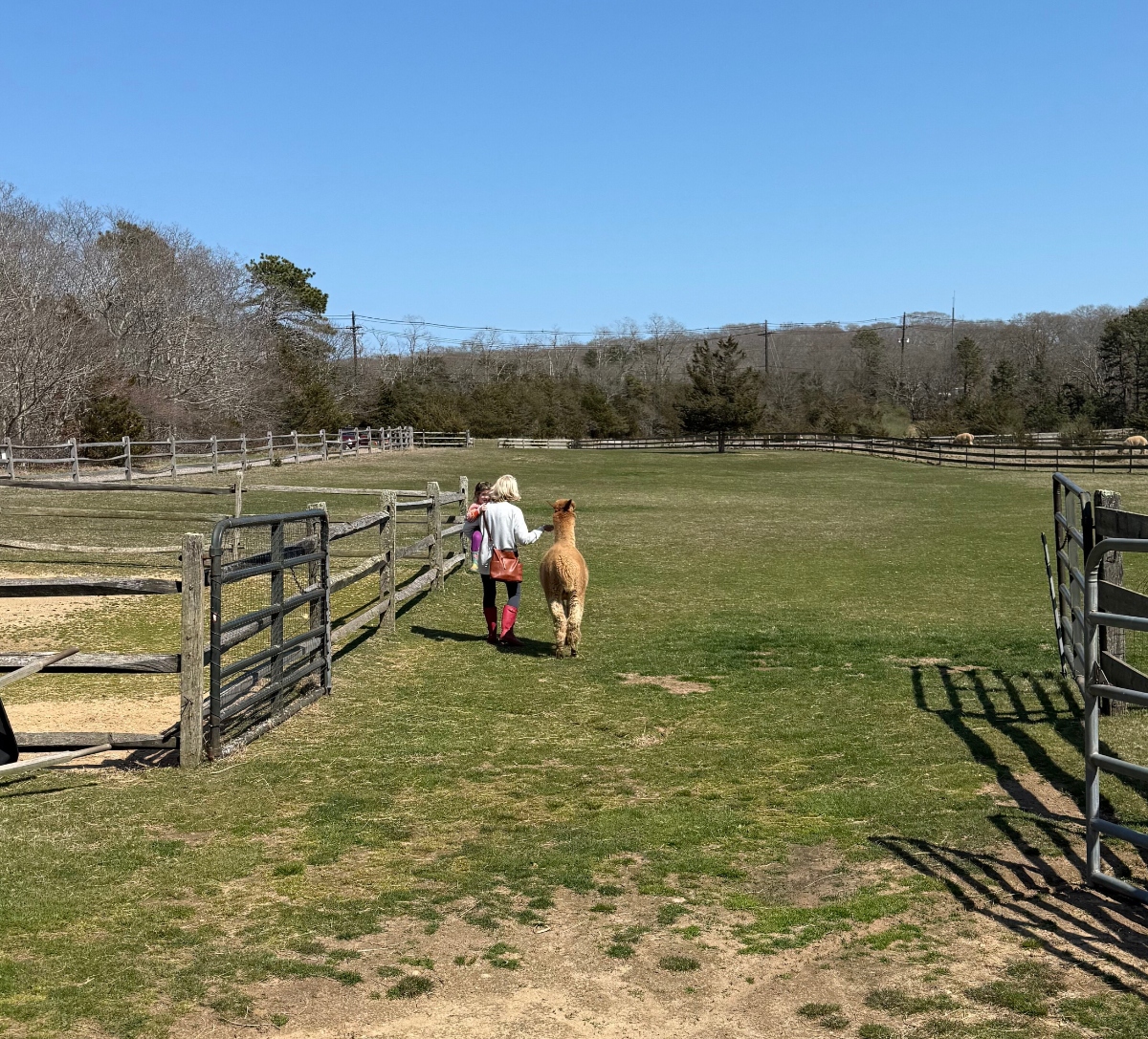 A person with blonde hair wearing a white top and red boots walks alongside a light brown alpaca or llama in a grassy, fenced pasture area. The scene shows a rural farm setting with wooden rail fencing, bare trees in the background, and a clear blue sky overhead.