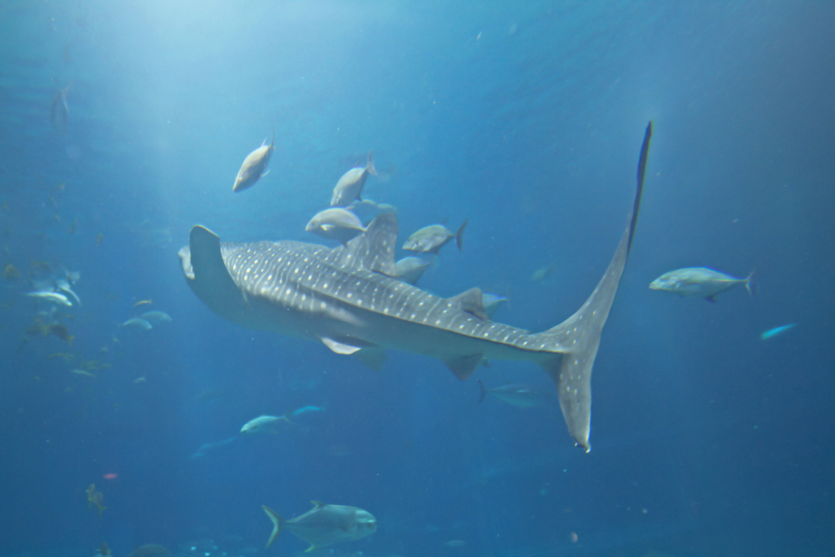 Best Things to Do in Osaka with Kids