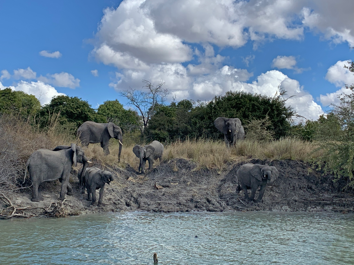 Tips for Taking a Safari with Kids