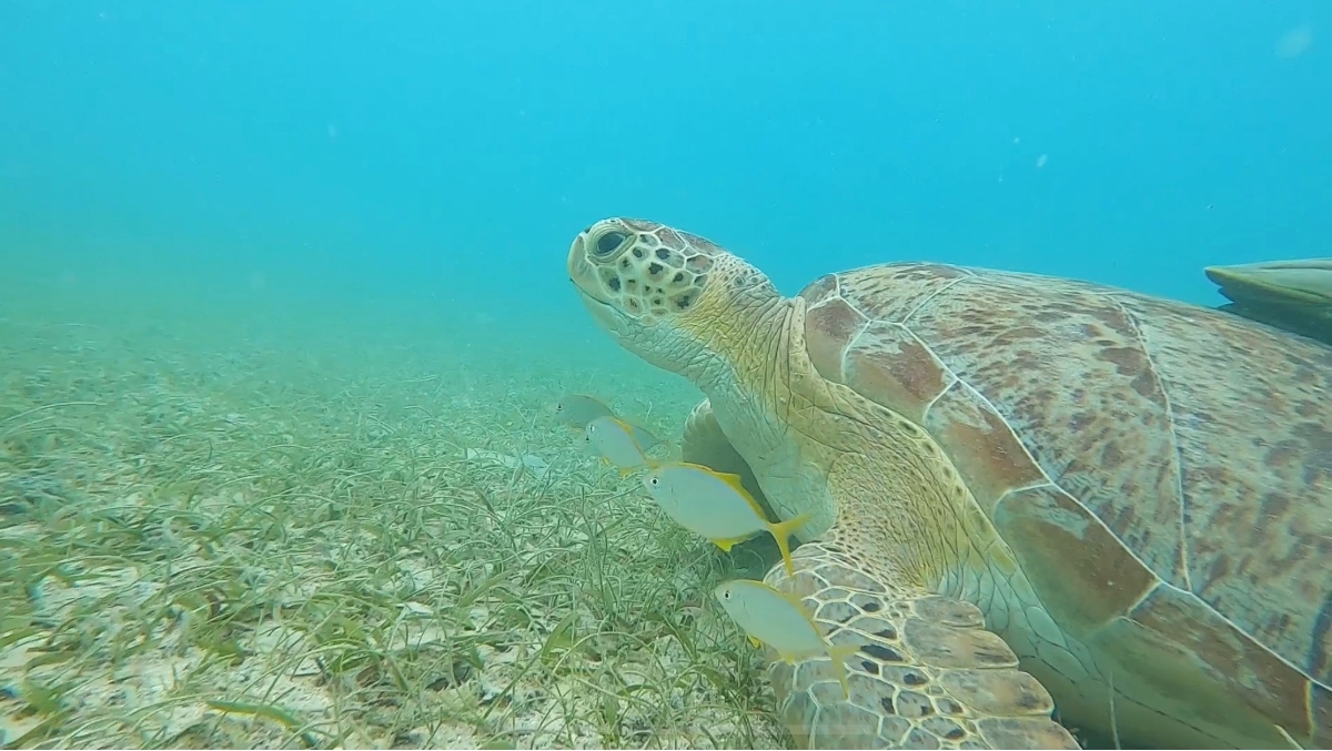 This underwater photograph captures a large sea turtle with a mottled brown and tan shell swimming close to the ocean floor covered in seagrass. Several small yellow fish are visible swimming near and around the turtle in the clear blue-green water. The scene appears to be in shallow tropical waters with good visibility, showing the natural interaction between marine life on the seafloor.