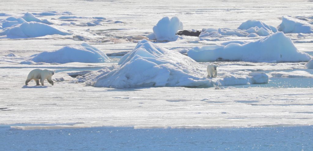 svalbard-polar-bears
