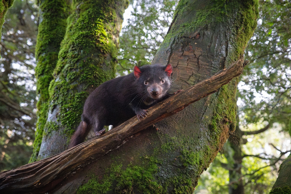 A small, dark-furred marsupial with distinctive reddish-pink ears sits on a moss-covered fallen log in a forest setting. The animal has black fur, a pointed snout, and small dark eyes, and appears to be looking directly at the camera. The surrounding environment shows multiple tree trunks covered in bright green moss with dappled sunlight filtering through the forest canopy.