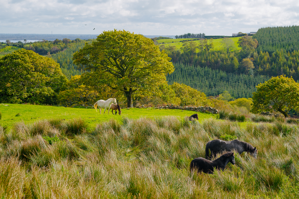 Connemara ponies in County Galway. Photo by Joyce Country and Western Lakes Geopark